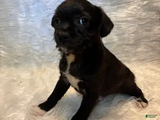 Mixed Breed dogs Mixed Breed Puppy 5 - Ad 20