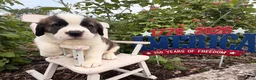Saint Bernard dogs for sale: Boxer - Ad 3