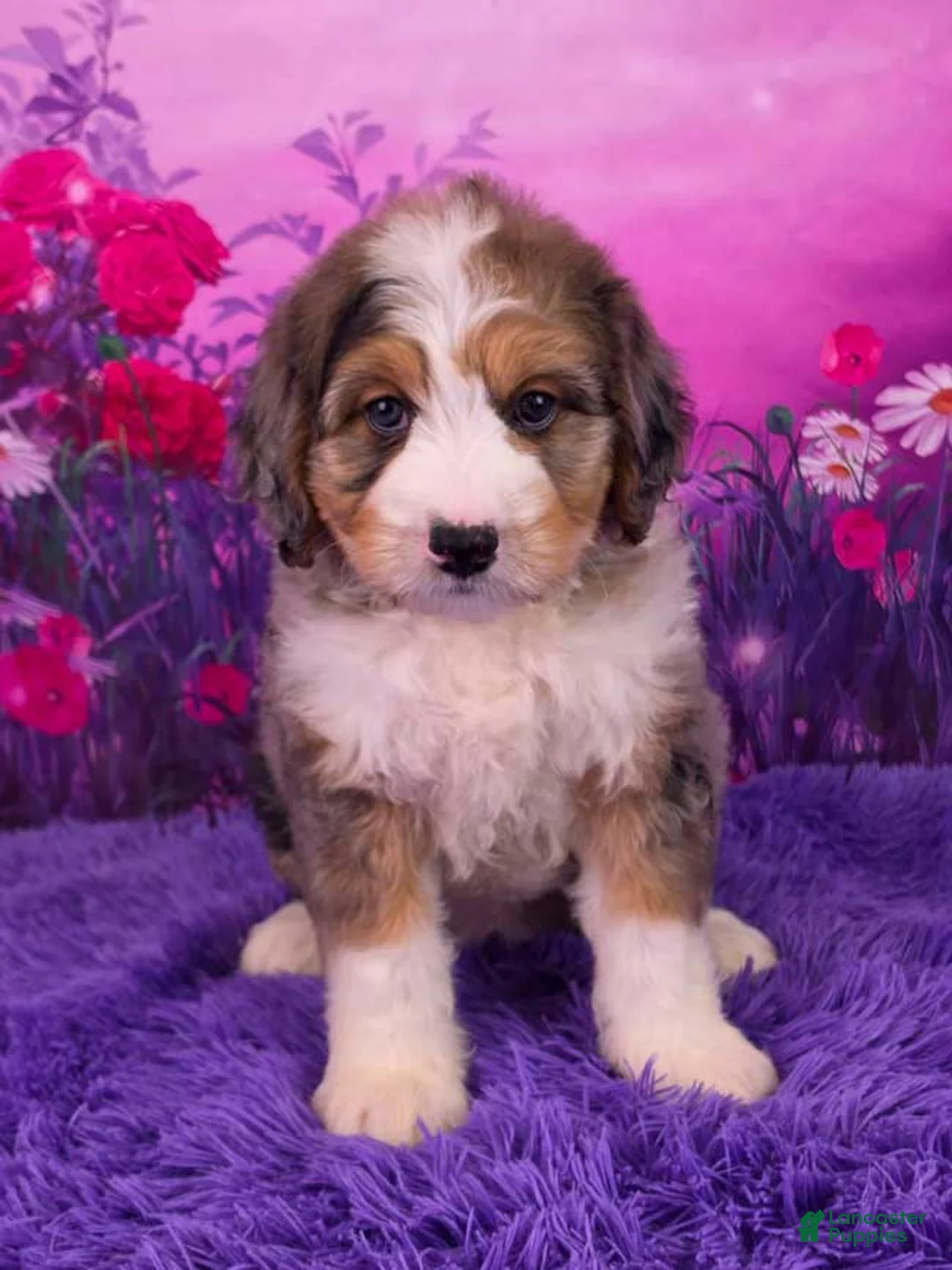 Mini Bernedoodle dogs for sale: Brenna - Ad 1