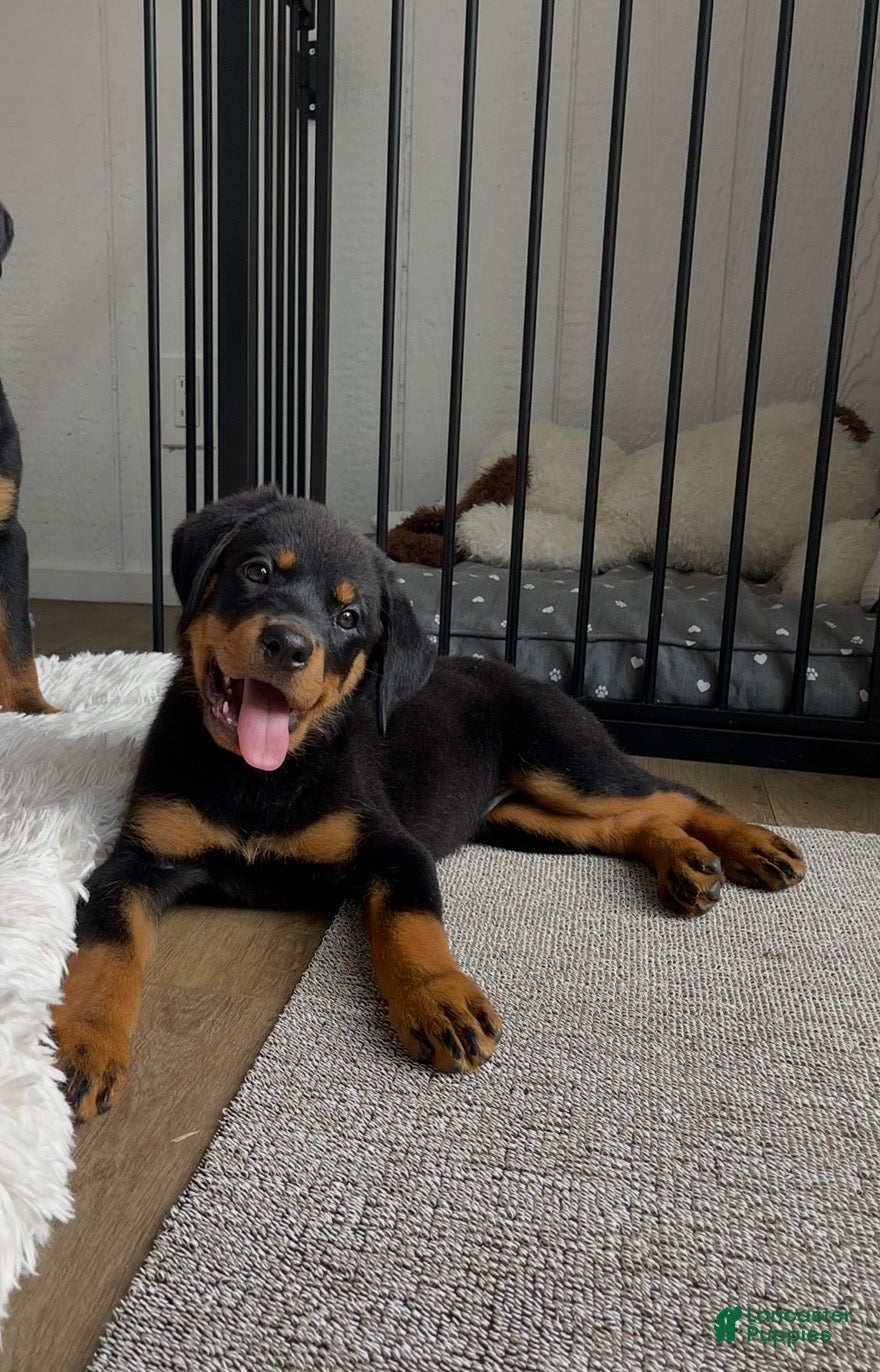 Rottweiler dogs Diesel - Ad 1