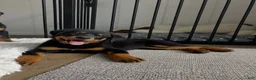 Rottweiler dogs for sale: Diesel - Ad 1