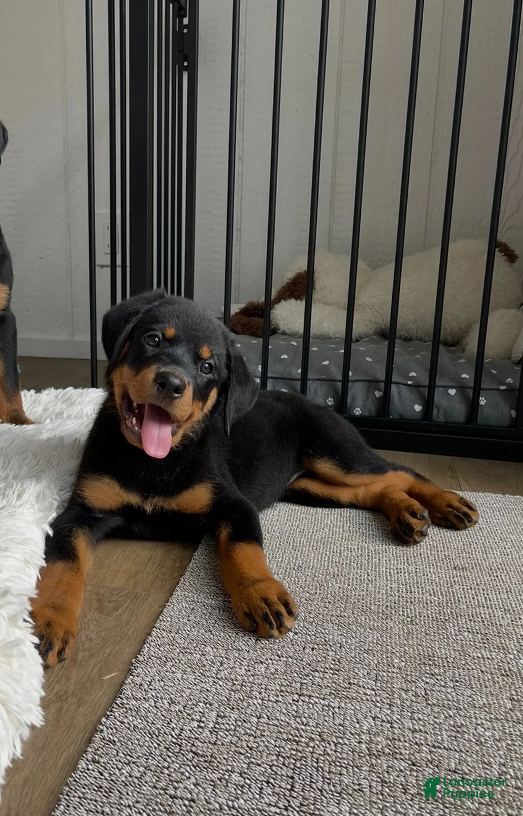 Rottweiler dogs for sale: Diesel - Ad 1