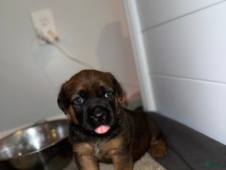 Mixed Breed dogs - Ad 10