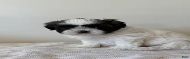 Vince Shih Tzu Puppy 
