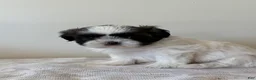 Shih Tzu dogs for sale: Vince Shih Tzu Puppy  - Ad 1