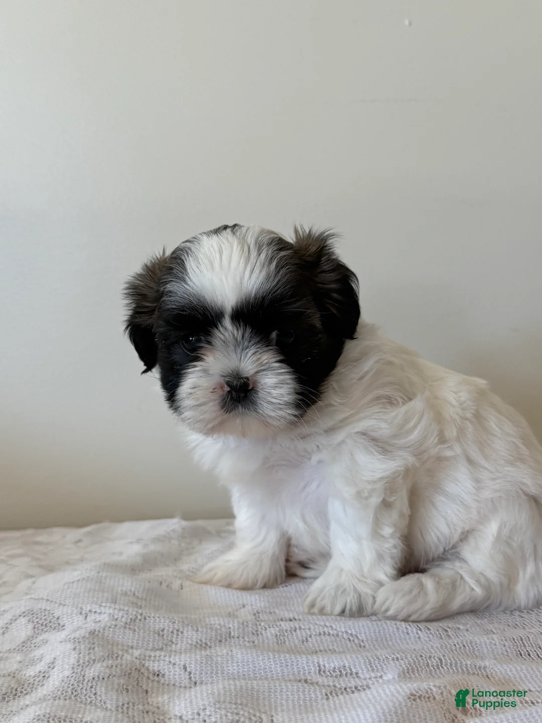 Shih Tzu dogs for sale: Vince Shih Tzu Puppy  - Ad 1