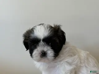 Shih Tzu dogs for sale: Vince Shih Tzu Puppy - Ad 3