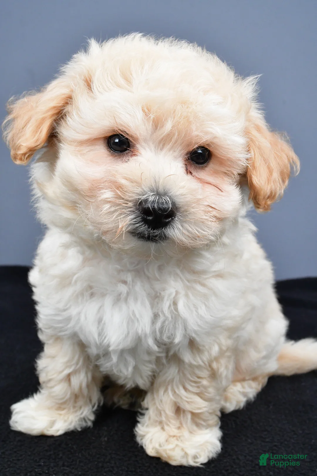 Maltipoo dogs for sale: Biscuit  - Ad 2