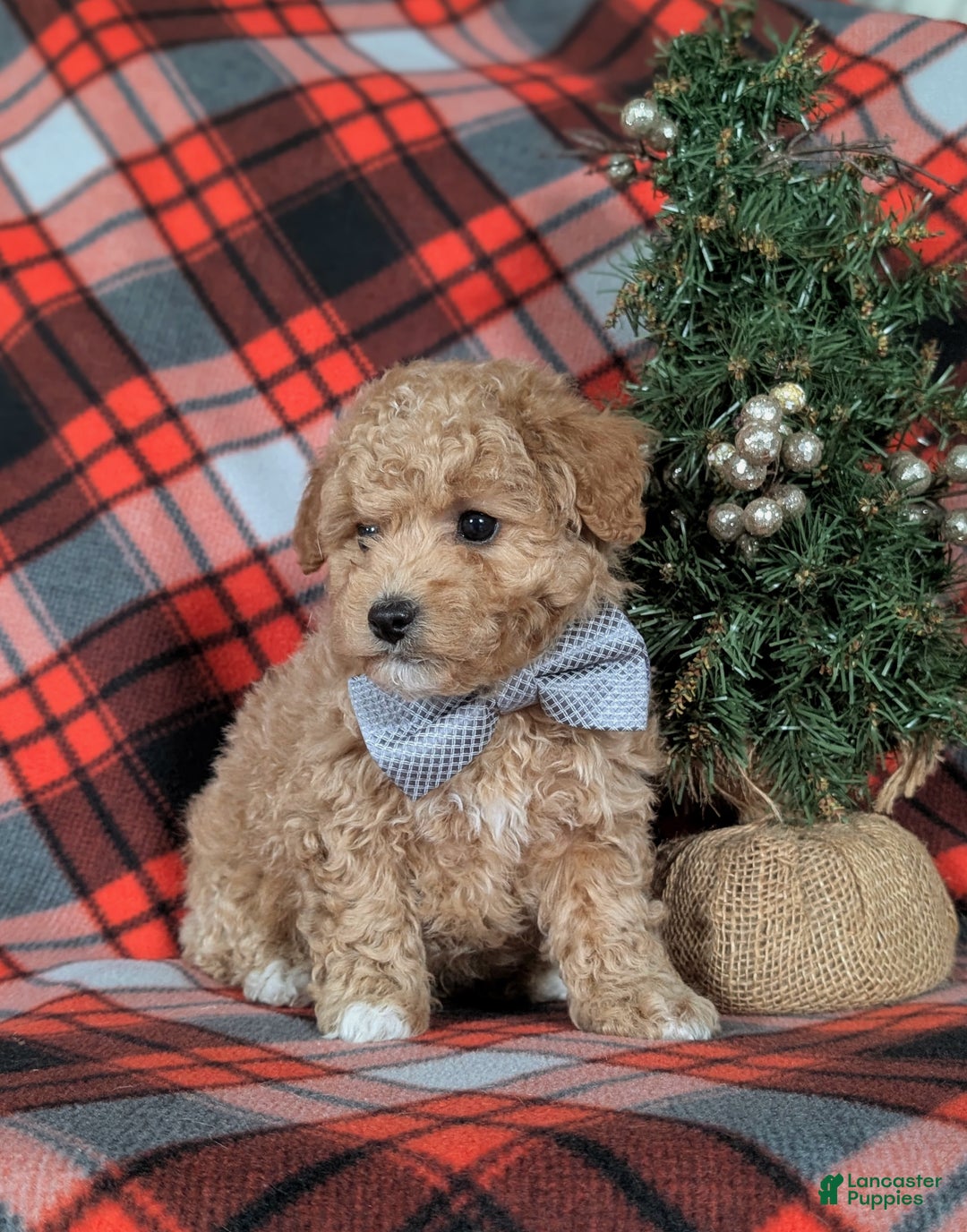 Havapoo dogs for sale: Bigsby Ready for Christmas! - Ad 3