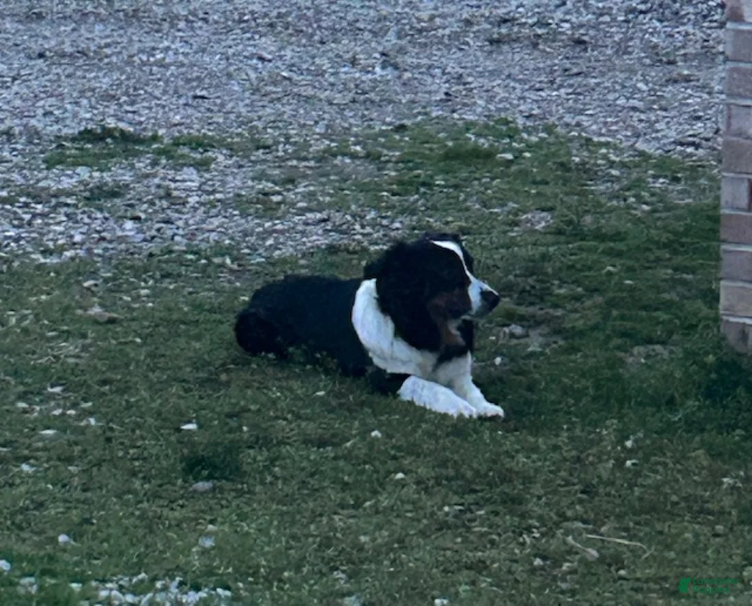 Miniature Australian Shepherd dogs for sale: Miniature Australian Shepherd Puppy 5 - Ad 3