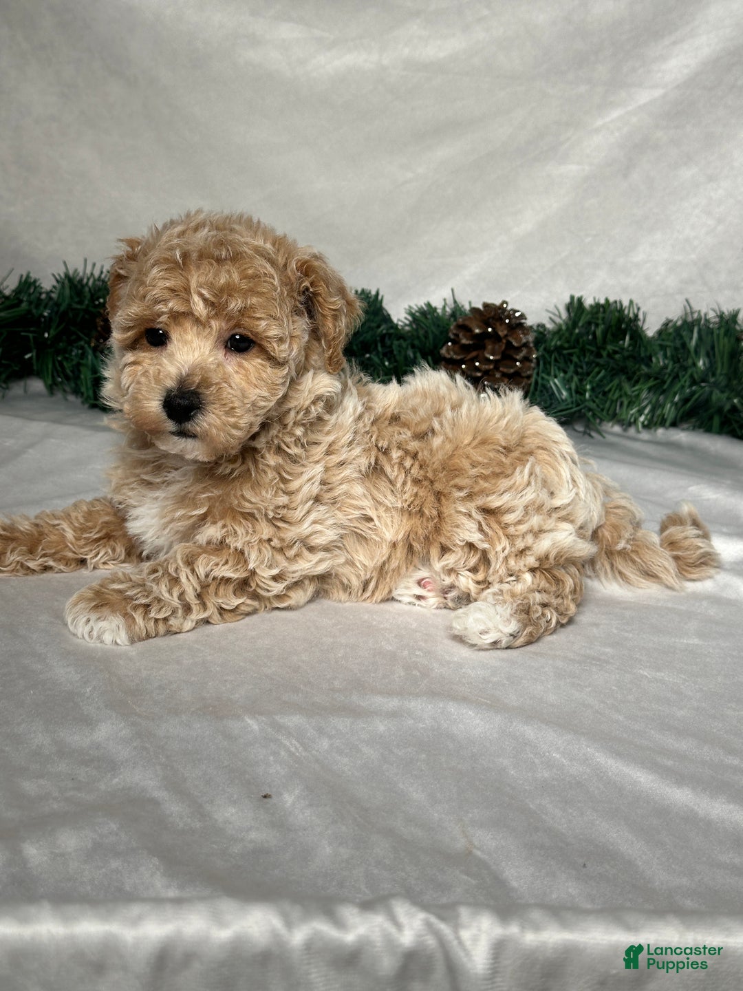 Bichpoo dogs for sale: Archie  - Ad 5