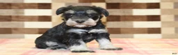 Miniature Schnauzer dogs for sale: Lily - Ad 3