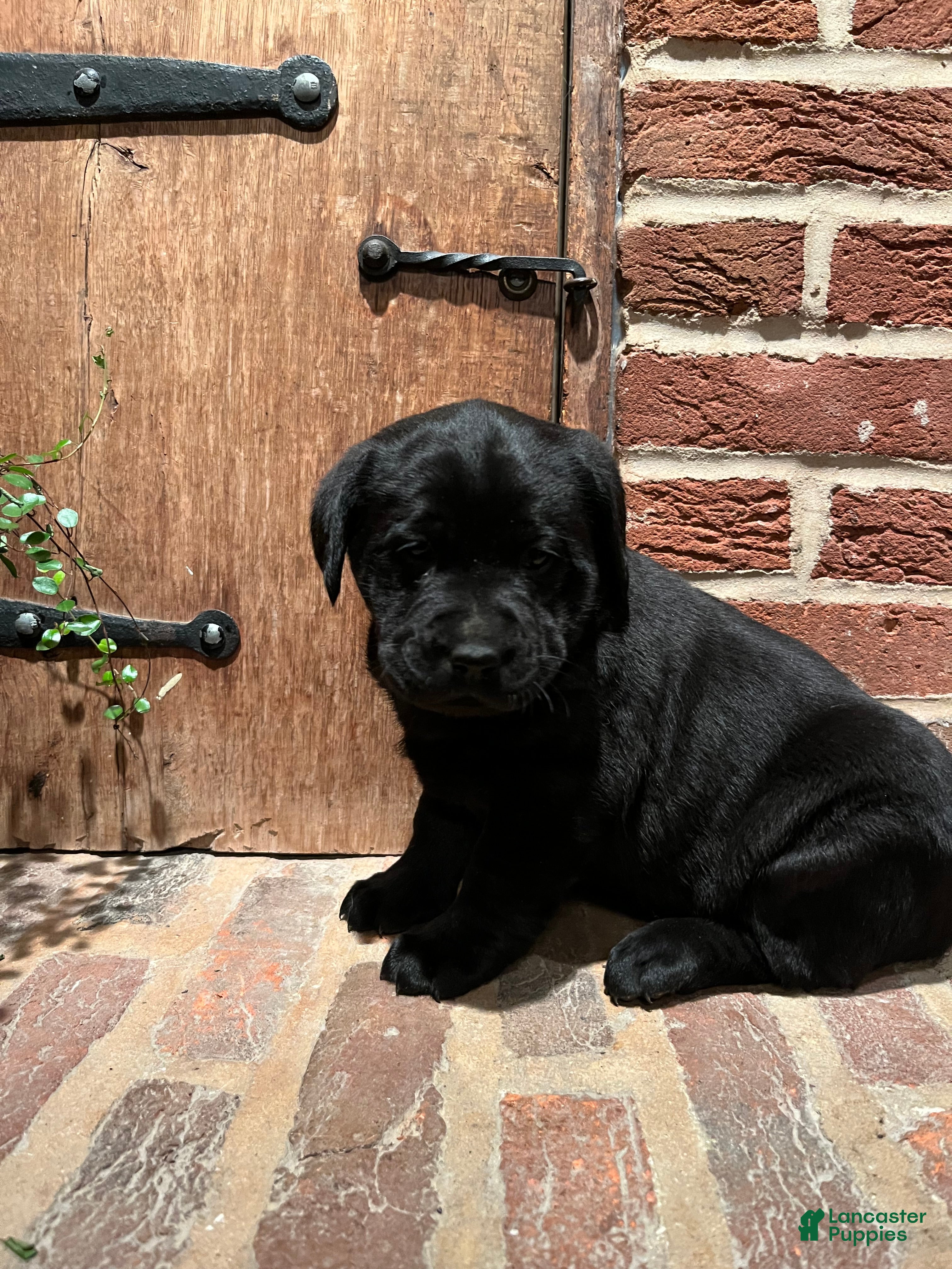 Labrador Retriever dogs Lily  - Ad 2