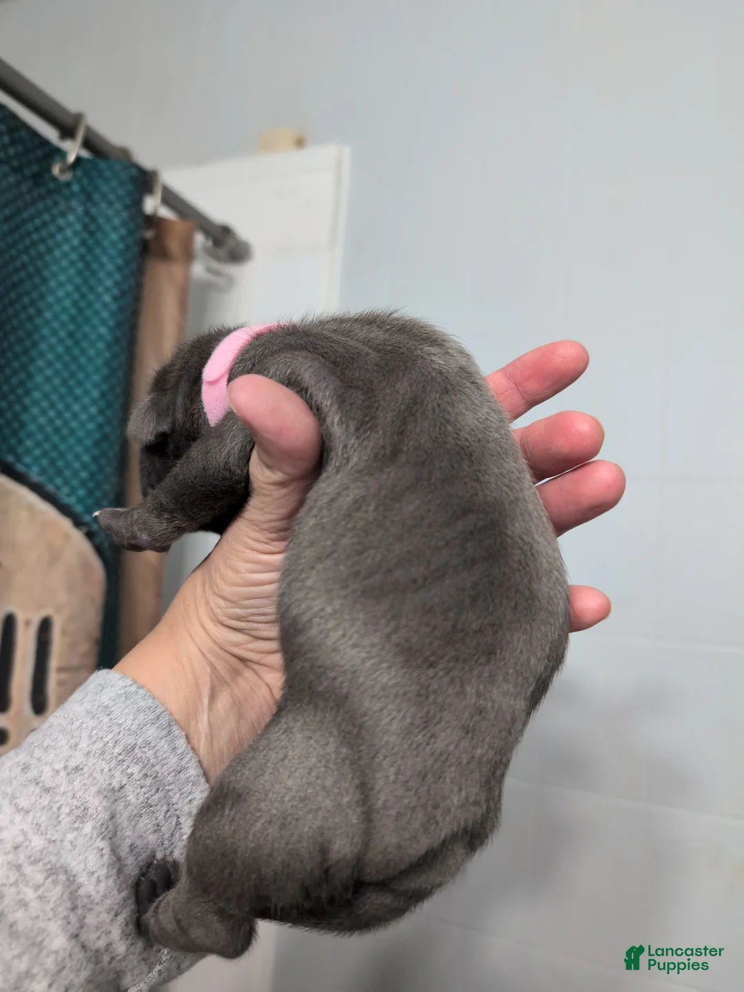 Mixed Breed dogs for sale: Puppy 6 - Ad 2