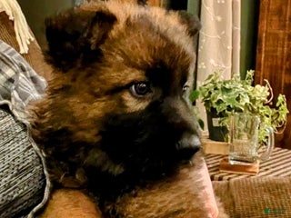 German Shepherd dogs ♥️BIG KING♥️ - Ad 39