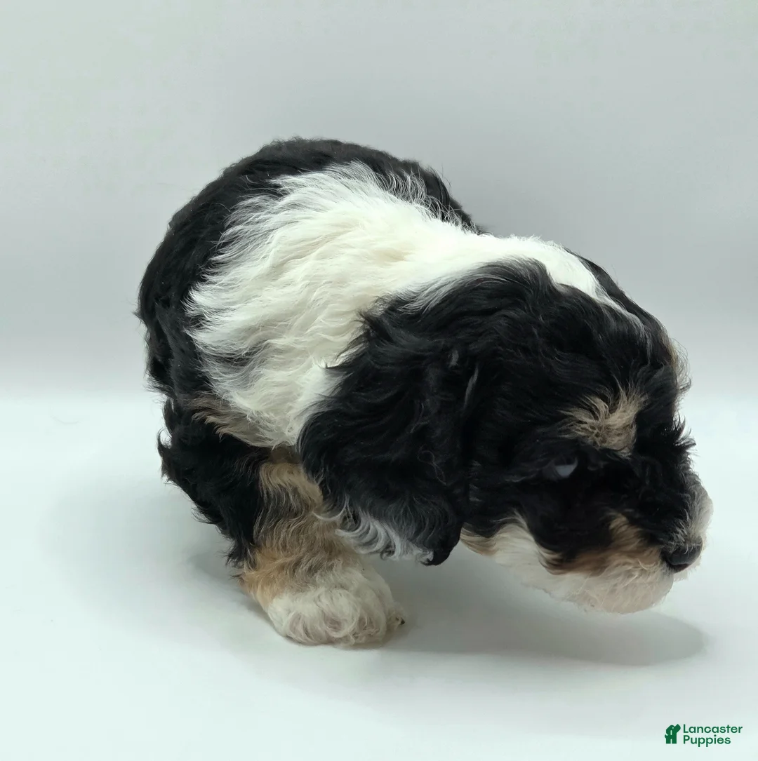 Miniature Poodle dogs for sale: Ariel - AKC Mini Poodle - Ad 2