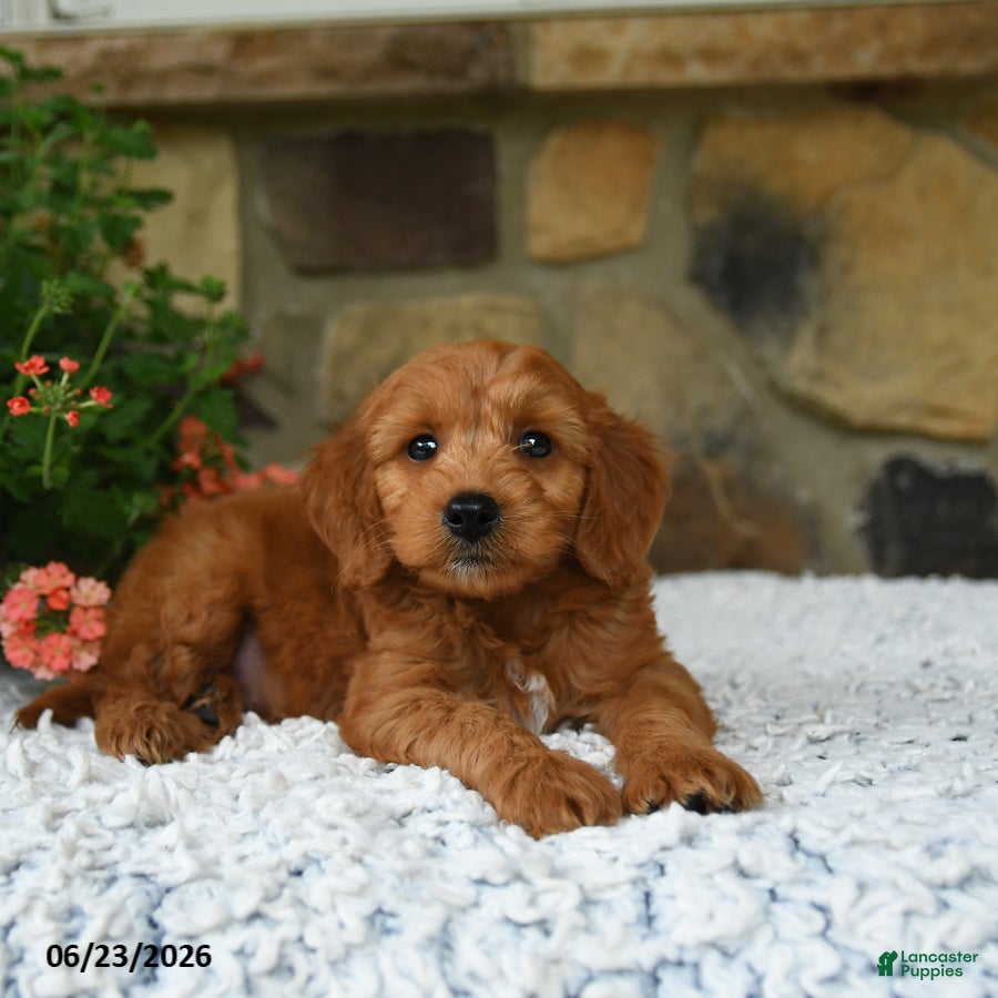 Mini Goldendoodle dogs Asher - Ad 2