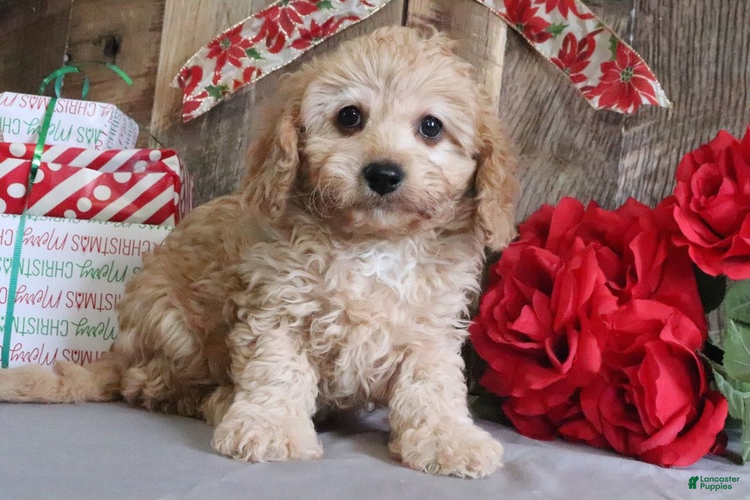 Cavapoo dogs for sale: Ronny - Ad 2