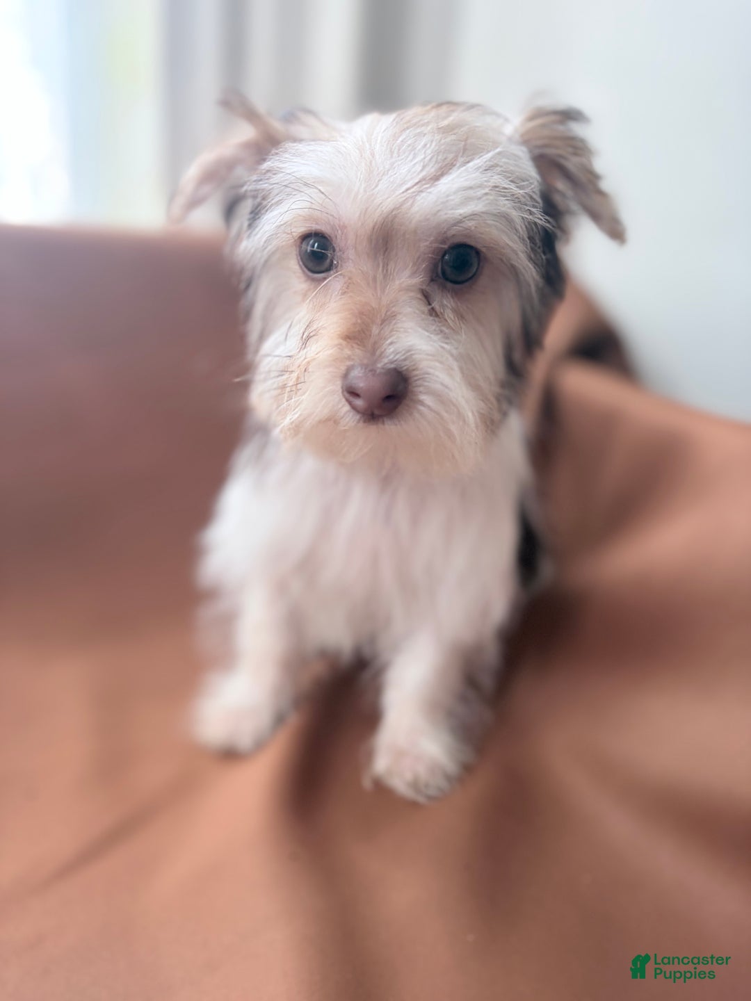Morkie dogs for sale: Sunny - Ad 4