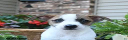 Jack Russell Terrier dogs for sale: Tulip - Ad 3