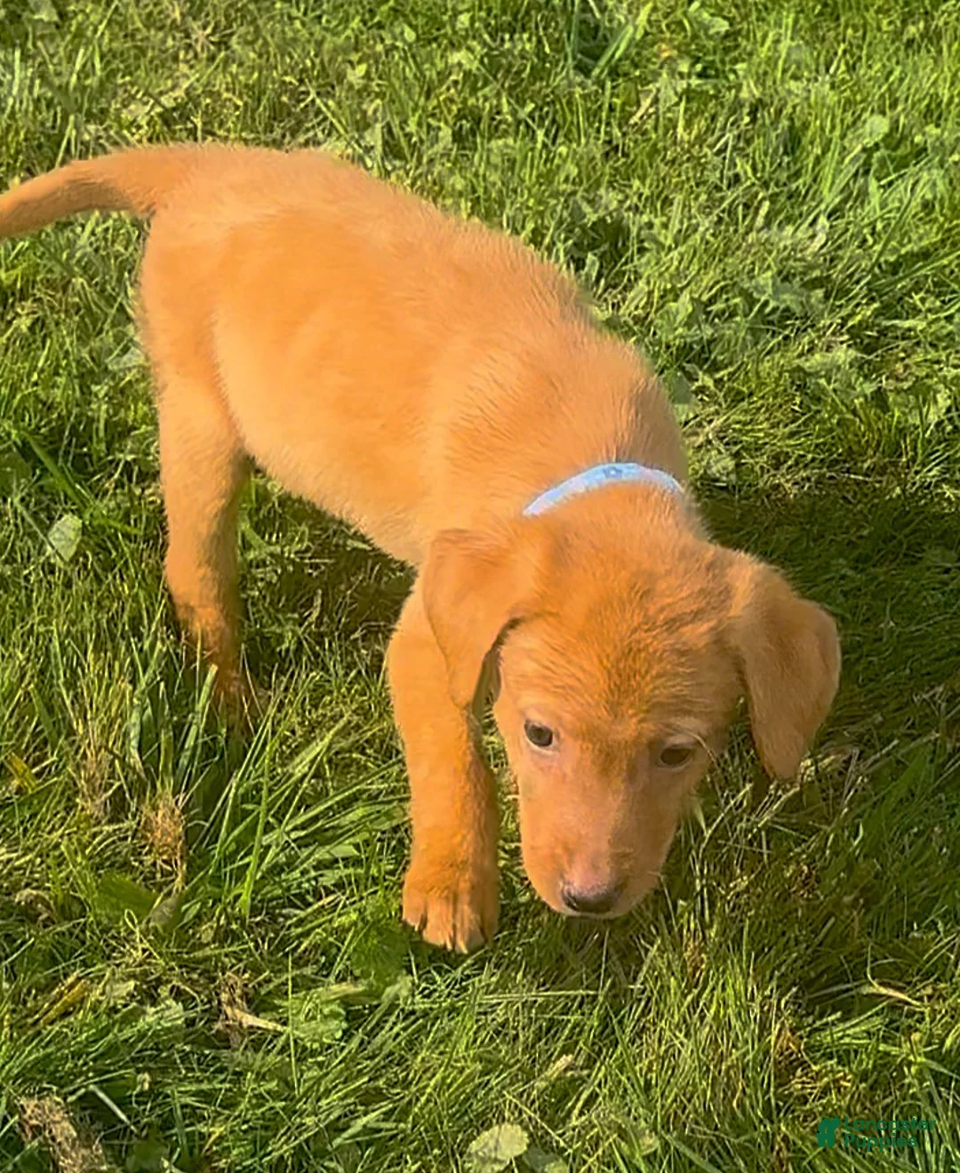 Labrador Retriever dogs for sale: Labrador Retriever 1 - Ad 22