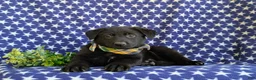 German Shepherd dogs for sale: Maverick - Ad 7