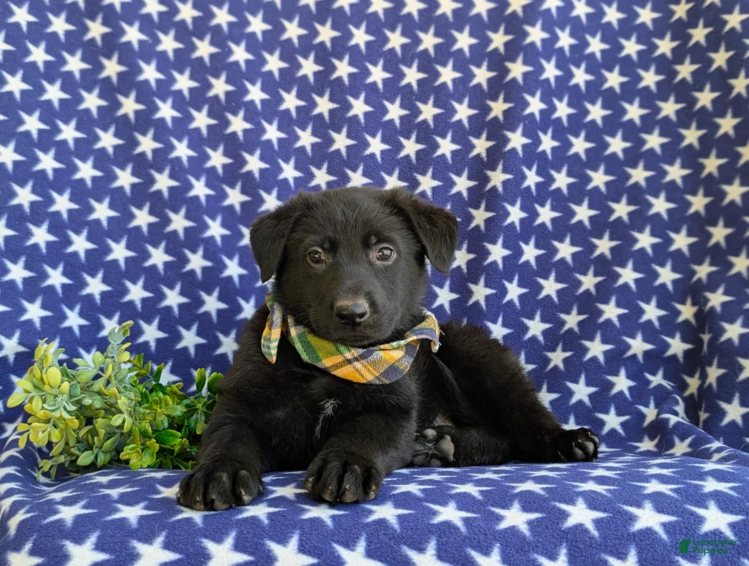 German Shepherd dogs for sale: Maverick - Ad 7