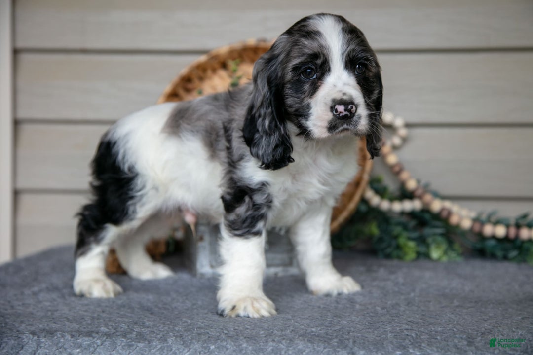 Working Cocker White Cocker Spaniel Puppies For Sale Gray Cocker