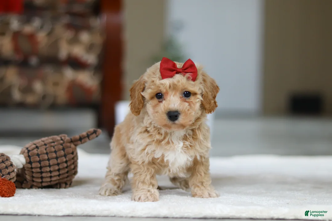 Bichpoo dogs for sale: Gracie - Ad 2