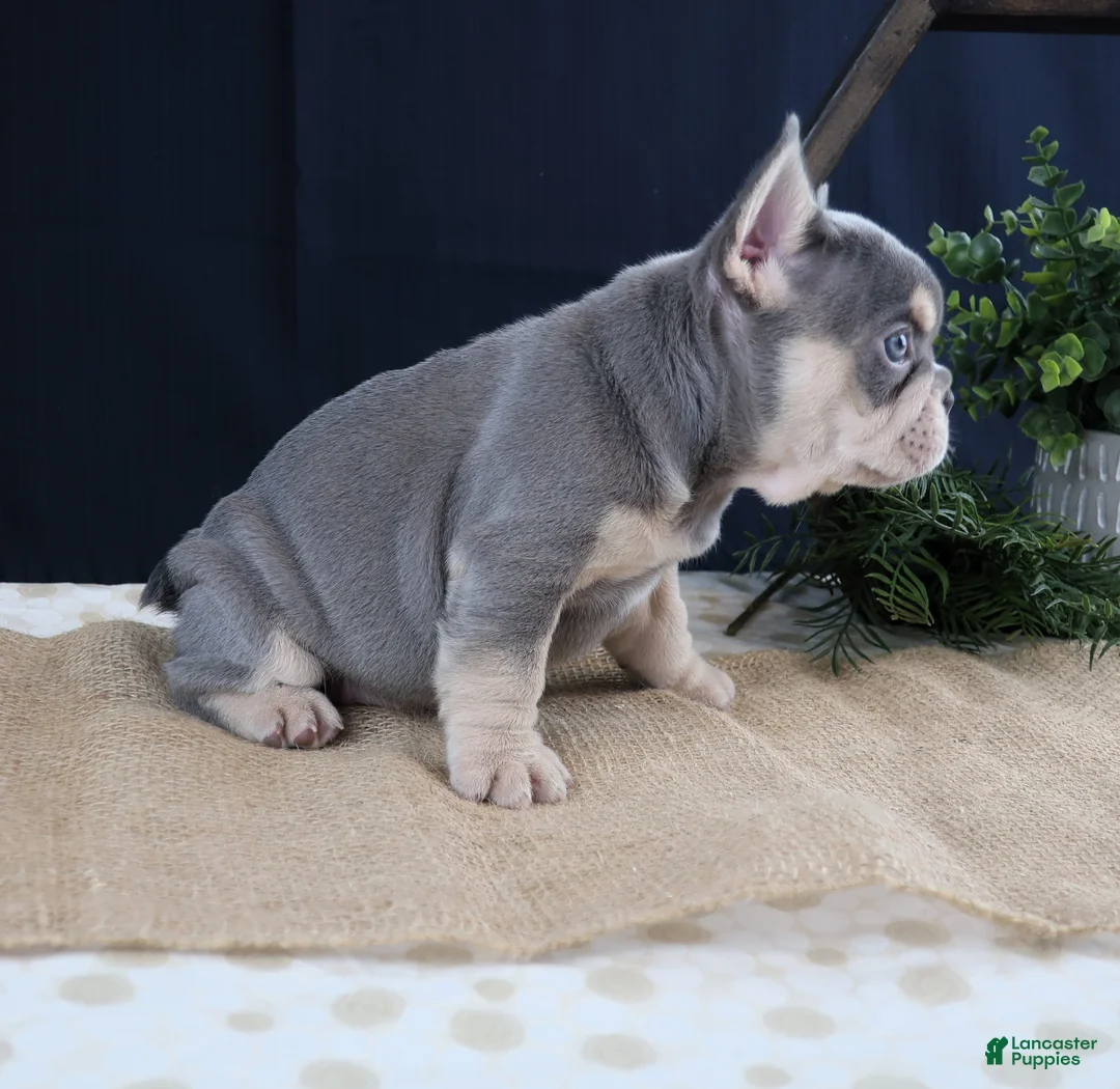 French Bulldog dogs for sale: Macy - Ad 4
