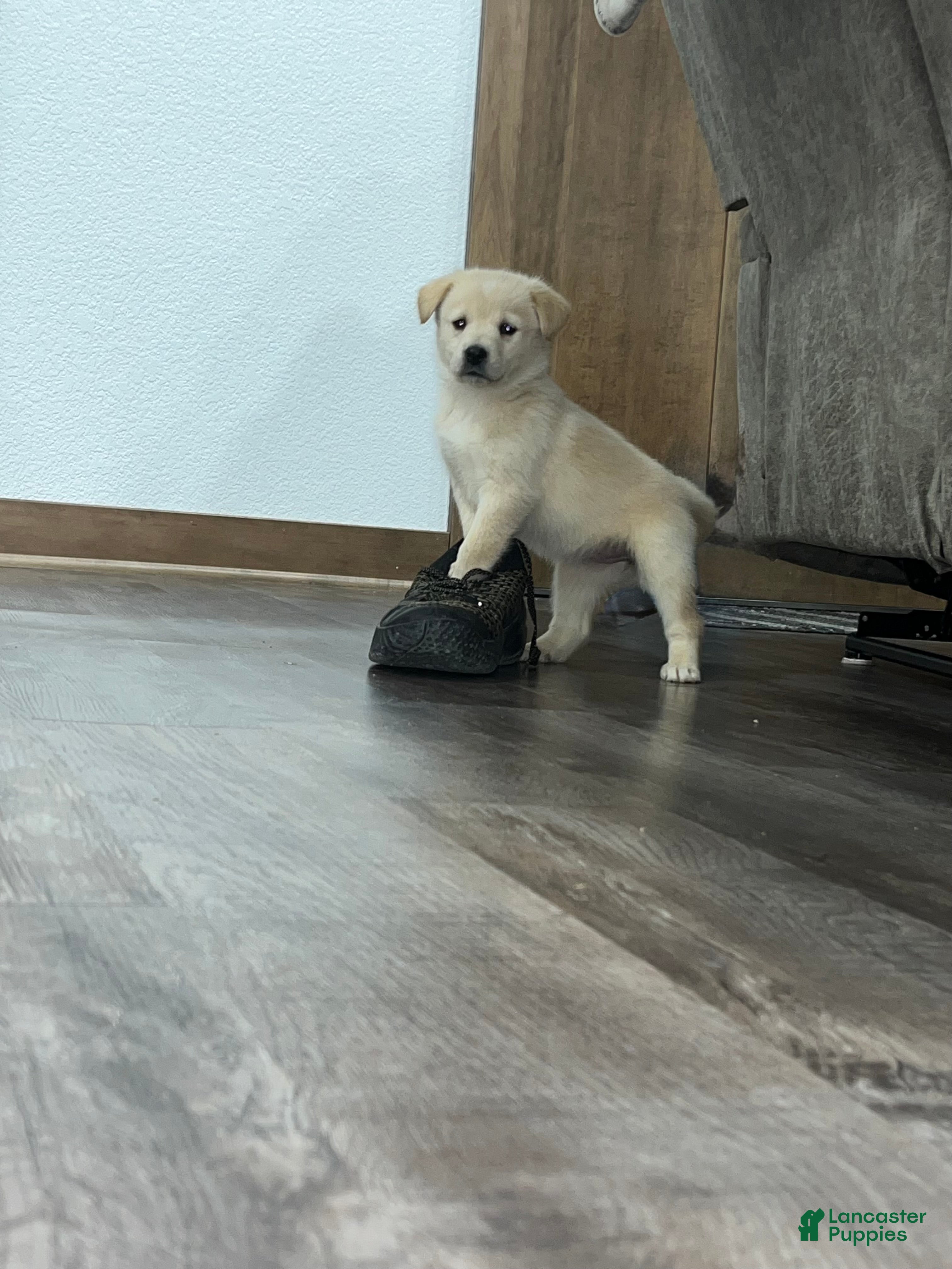 Mixed Breed dogs Lucy💕 - Ad 35