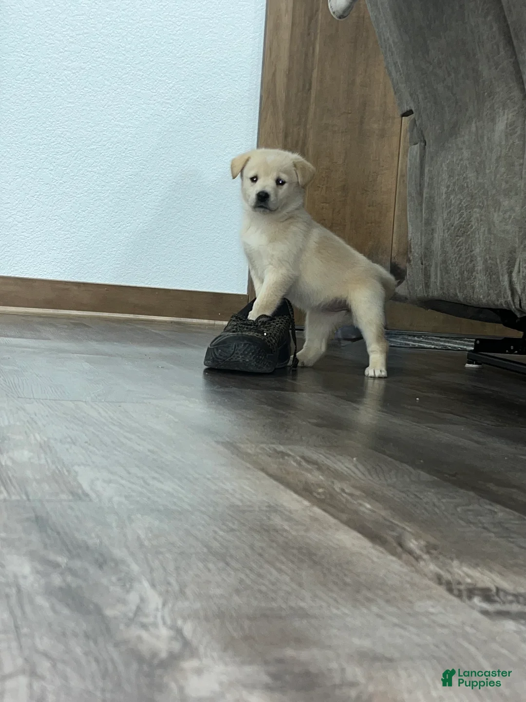 Mixed Breed dogs for sale: Lucy💕 - Ad 1