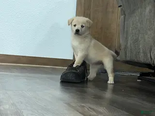 Mixed Breed dogs Lucy💕 - Ad 35