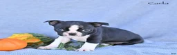 Boston Terrier dogs for sale: Carla - Ad 4