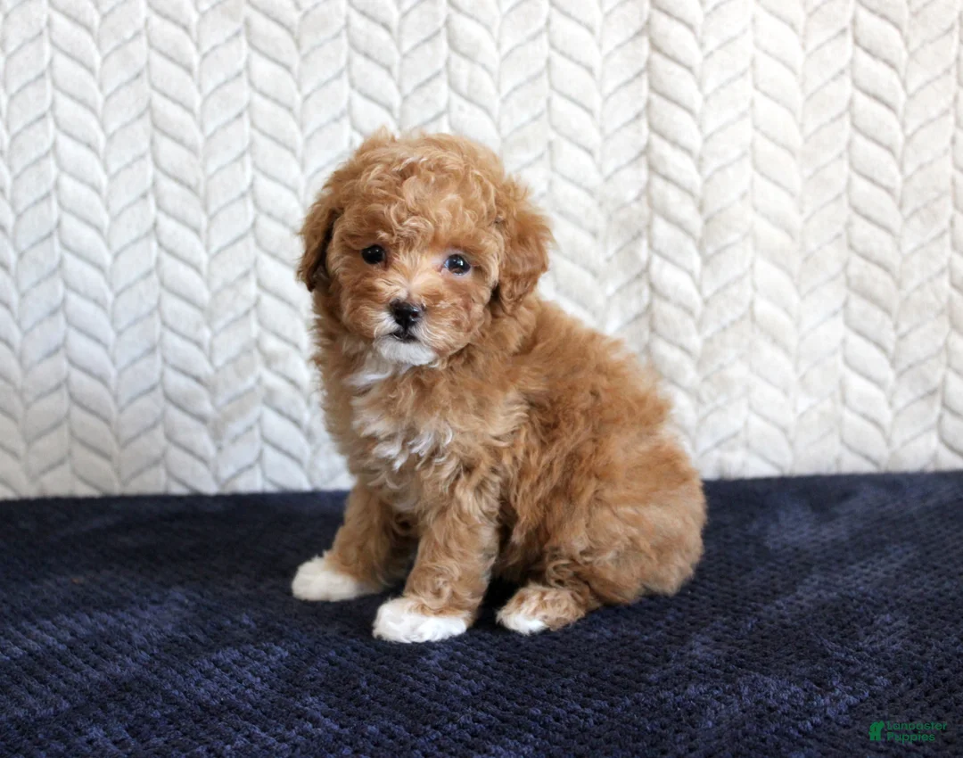 Toy Poodle dogs for sale: Summer - Ad 4