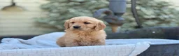 Golden Retriever dogs for sale: Muffin - Ad 12