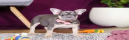French Bulldog dogs for sale: Bethany - Ad 5