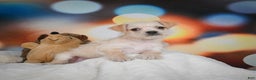 Chihuahua dogs for sale: Hadassah - Ad 5