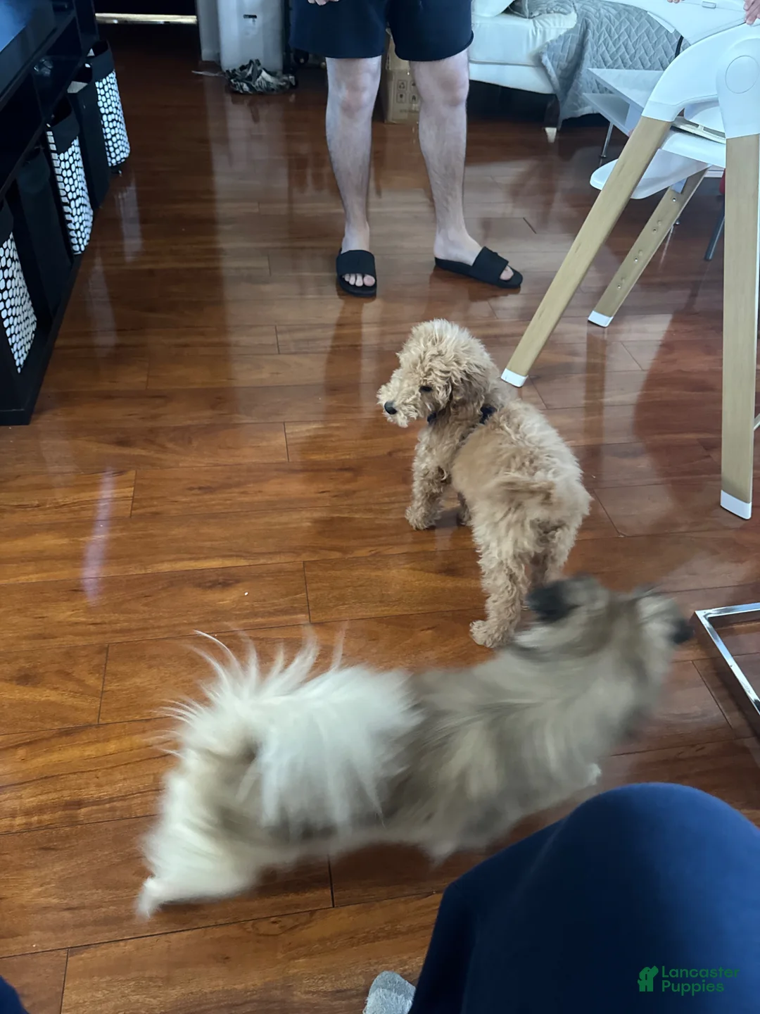 Miniature Poodle dogs for sale: Miniature Poodle Puppy 1 - Ad 2