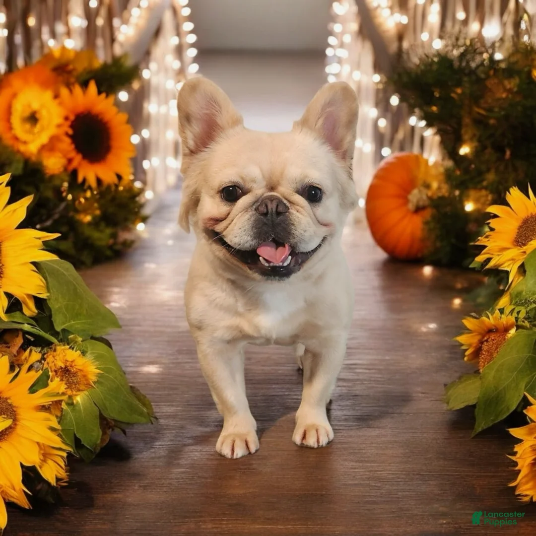 French Bulldog dogs for sale: French Bulldog Puppy 1 - Ad 2