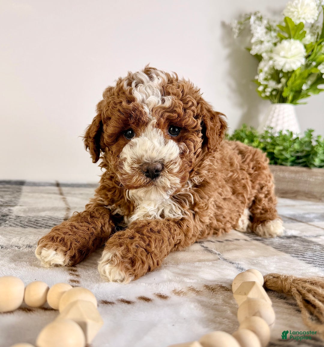 Goldendoodle dogs for sale: Calvin - Ad 3
