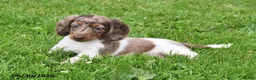 Miniature Dachshund dogs for sale: Buster - Ad 3