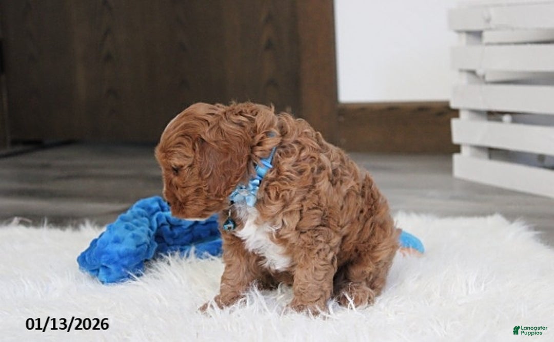 Cavapoo dogs for sale: Loki - Ad 4