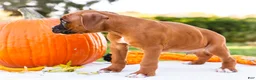 Boxer dogs for sale: Orlando Boxer - Ad 3