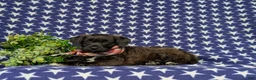 Jackapoo dogs for sale: Sergio - Ad 4
