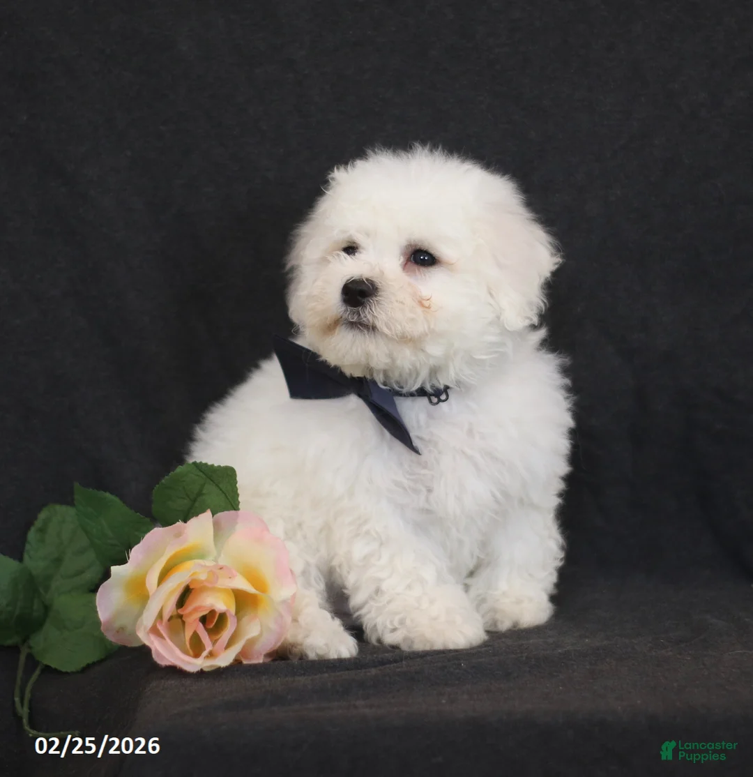 Bichon Frise dogs for sale: Brad  - Ad 5