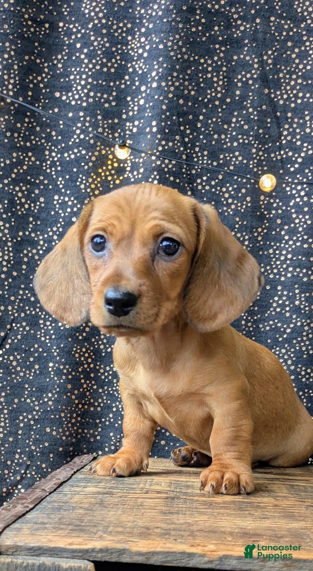 Dachshund dogs for sale: Belle - Ad 3