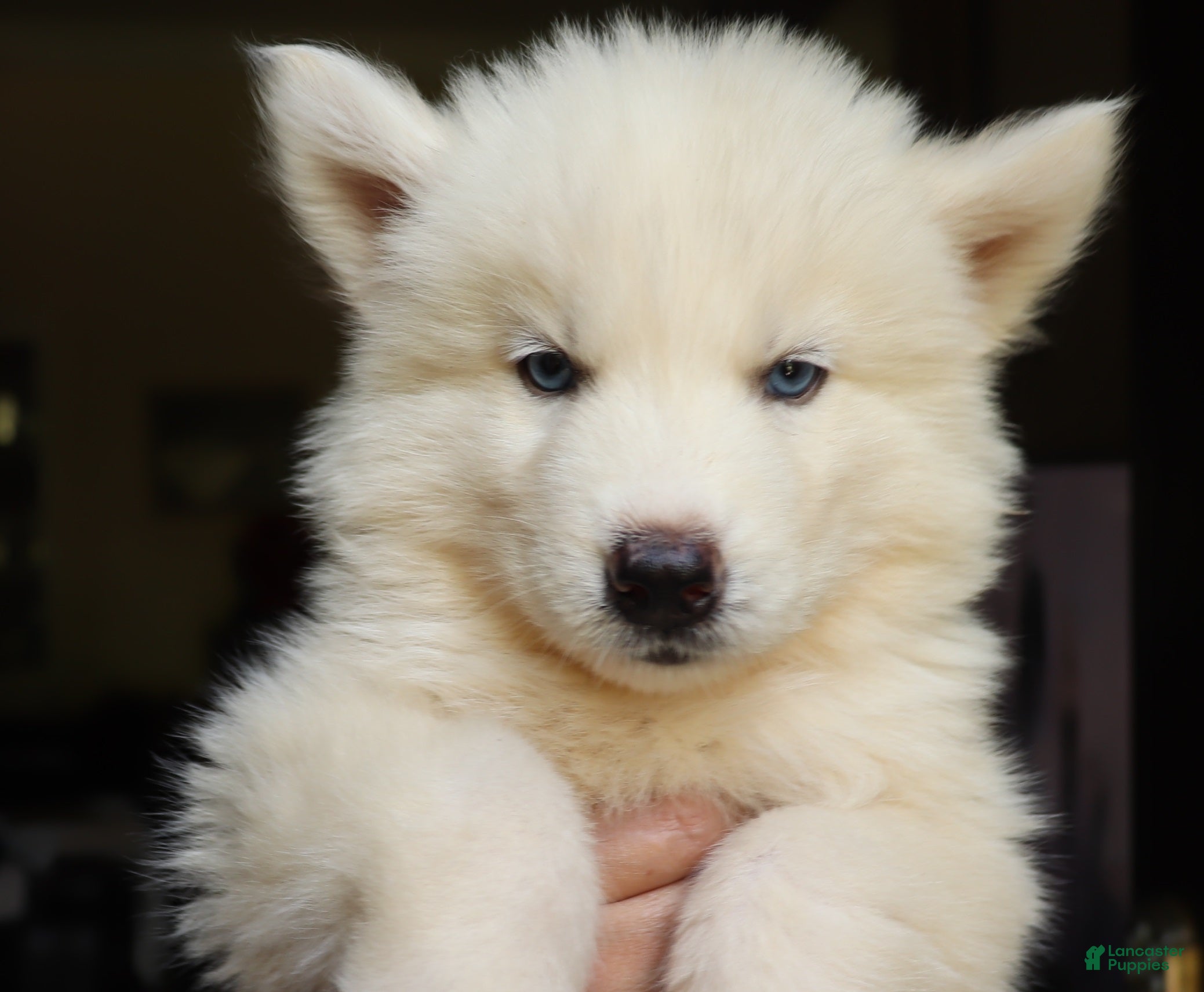 Siberian Husky dogs Siberian Husky Puppy 1 - Ad 1