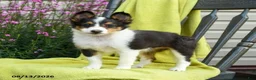 Shetland Sheepdog dogs for sale: Starla - Ad 5