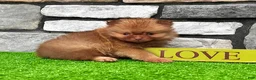 Pomeranian dogs for sale: Benny - Ad 4